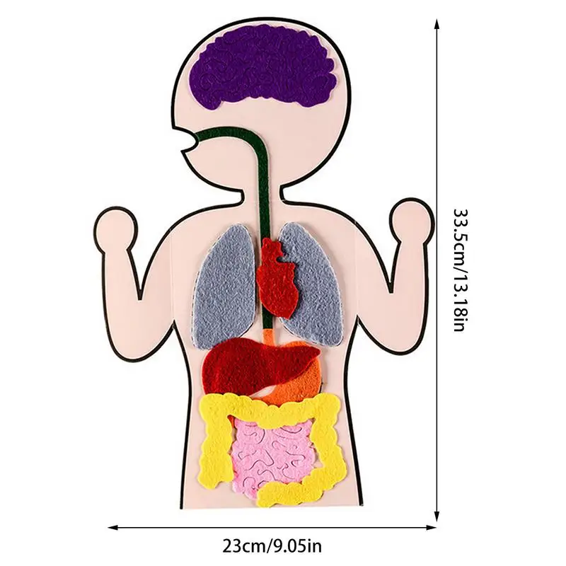 Body Parts Teaching Aids Children Anatomy Human Body Organs Science Home School Teaching Aids Educational Insights Toys