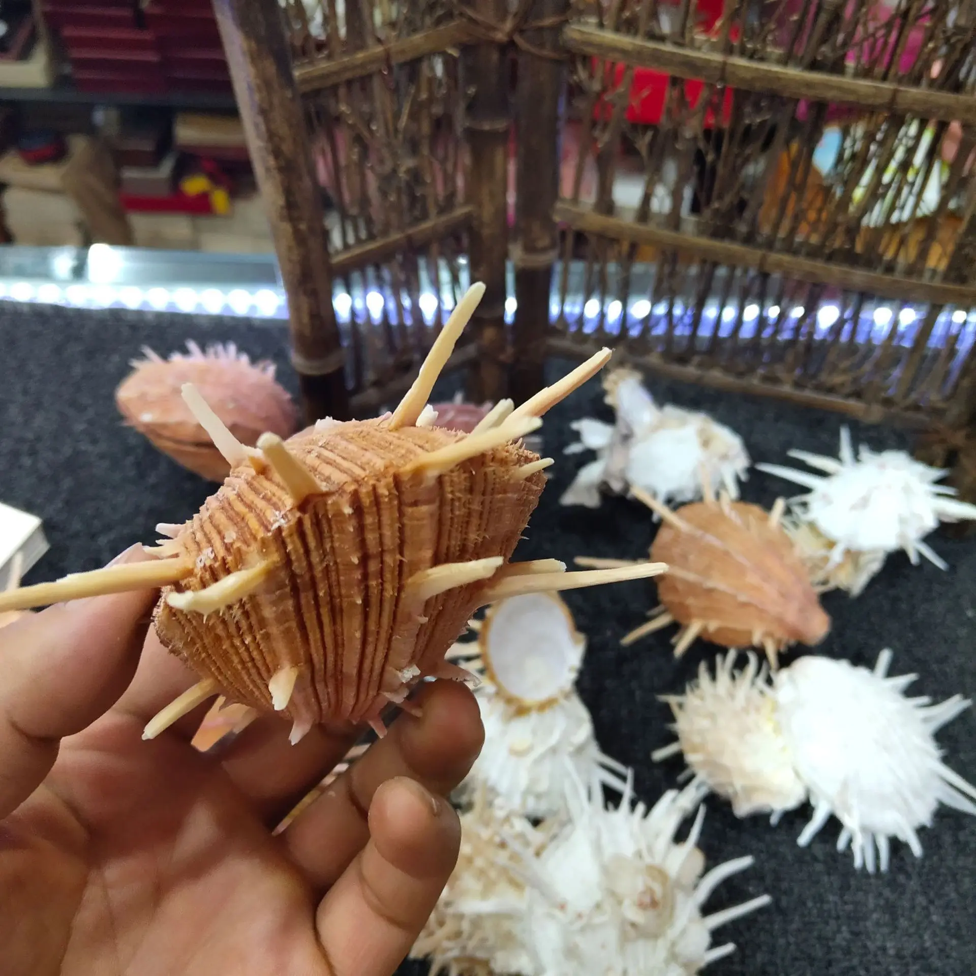Natural Conch & Shell Decoration (8-13cm): Specimen for Snail Collectibles, Spondylus regius Linnaeus view 5