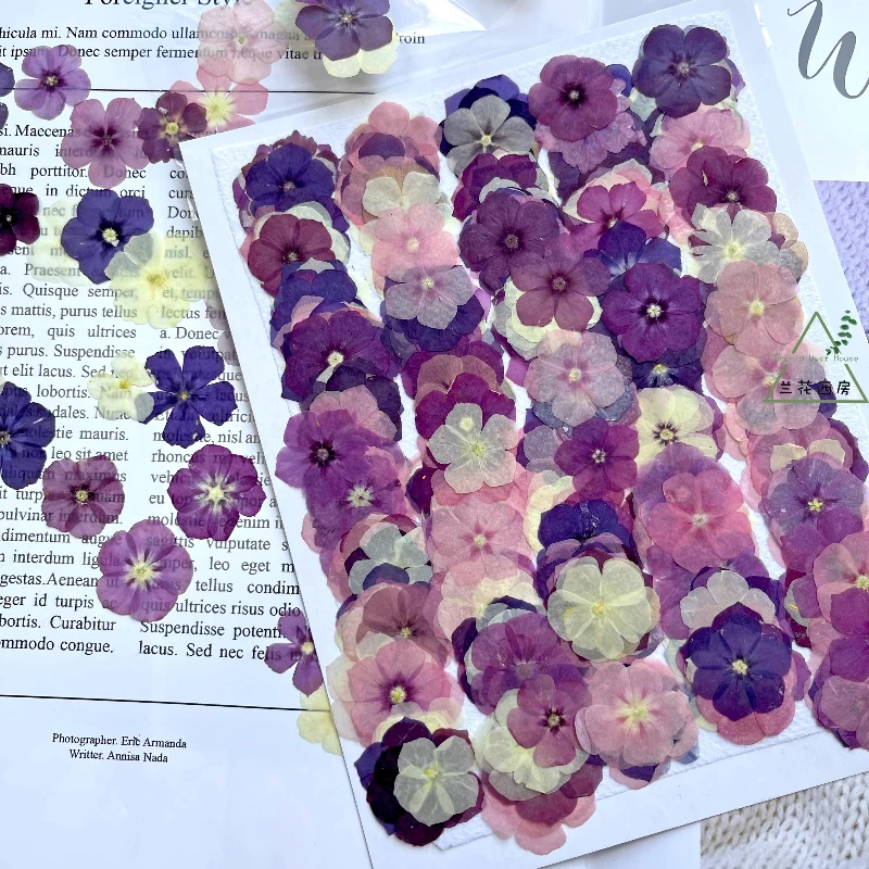 12pcs,Semi-Transparent Niche Phlox Pressed Dried Flowers - DIY Craft Supplies for Photo Frame/Resin Jewelry/Phone Case/Bookmark