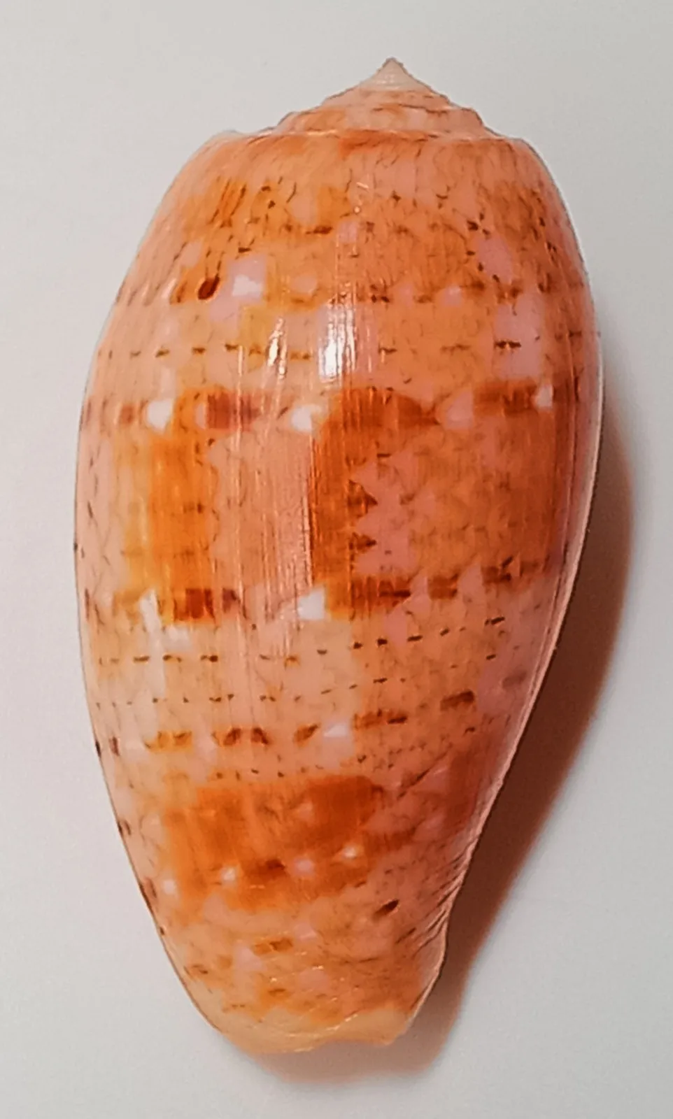 Sea Shell Conus Bullatus 5-6cm, Nice Form, Perfect Rare Shell Specimens
