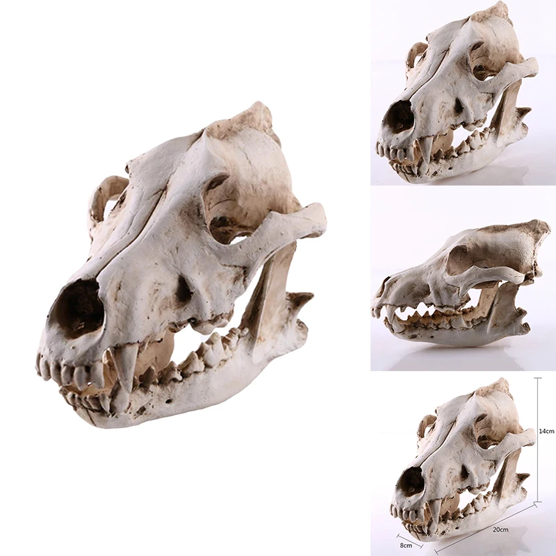 

Wolf Skull Resin Crafts Skull Drama Props Home Decoration Resin Skull