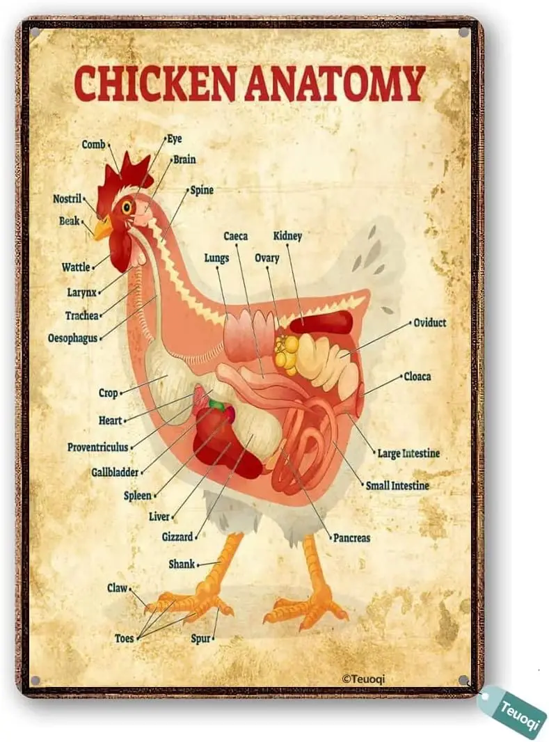 MATou Vintage Halloween Tin Sign Chicken Anatomy Metal Tin Sign Wall Decor Home Art Decoration Pub Plaque