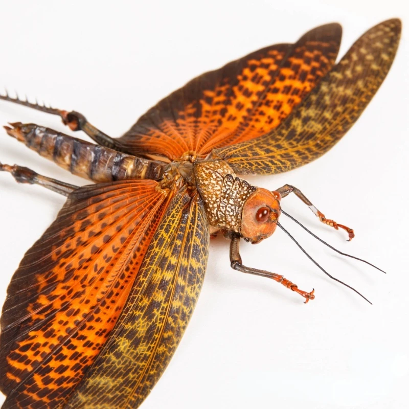 

Tropidacris cristata Specimen diy Artwork Collection home accessories living room decoration home decor