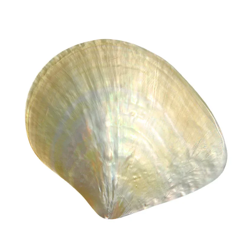 Natural Pearl Oyster Yellow Dish Shell Polished Penguin Shell Conch Shell Crafts Plate Handmade Jewelry DIY Raw Materials