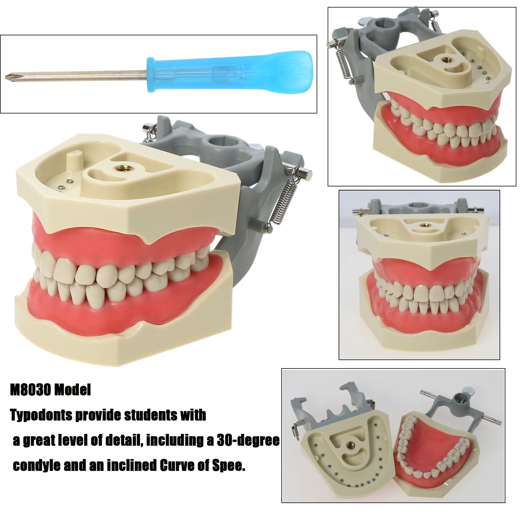 Columbia Dentoform 860 Serise Fit Detal Typodont Practicie 32Pcs Removable Screw-in Teeth Model Soft Gum Gingiva Pole Mount