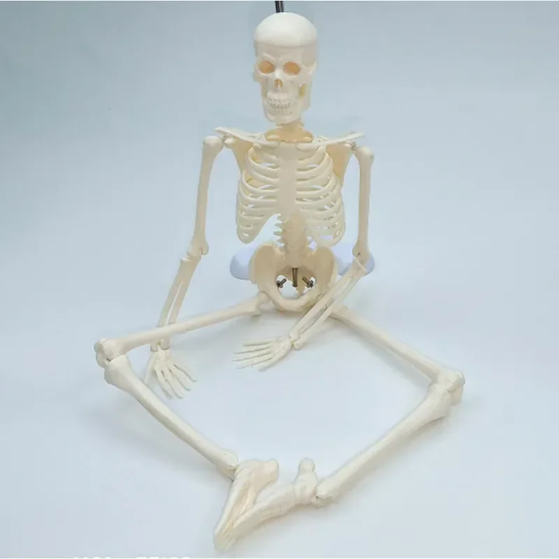 modello-di-scheletro-completo-da-45-cm-modello-di-colonna-vertebrale-modello-di-scheletro-umano-piccolo-modello-didattico-di-anatomia