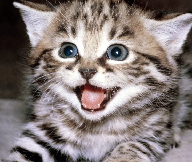 

BETAFPV SuperX ELRS Nano Receiver ELRS 2.4G+915M/868M Dual LR1121 Mono Receiver 2.4G/915Mhz for RC FPV Racing Freestyle Drone