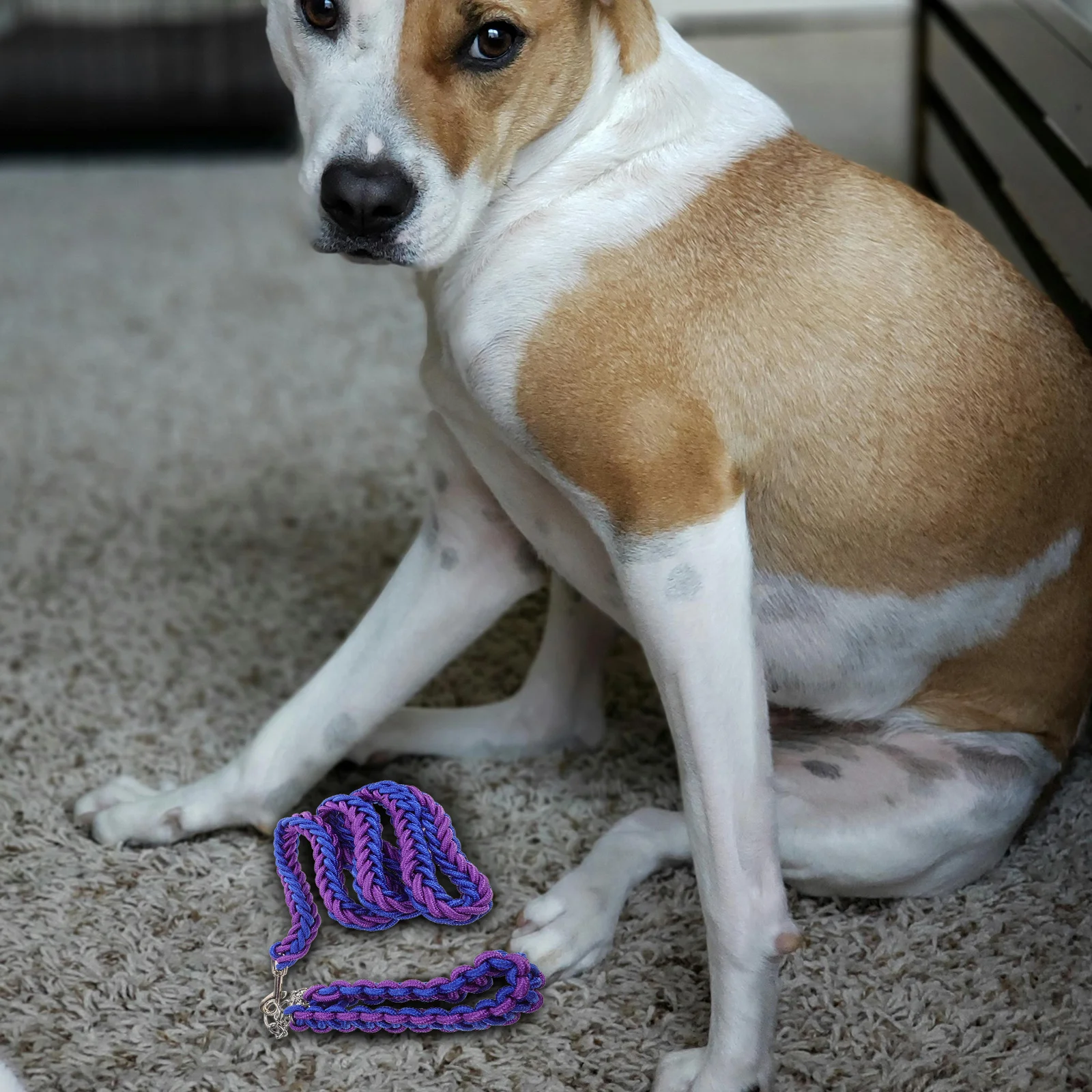 

2pcs Dog Collar Leash Blue Black Purple Camping Hiking Wear Resistant Puppy Training Running Walking Chain Tie Out Tether Rope