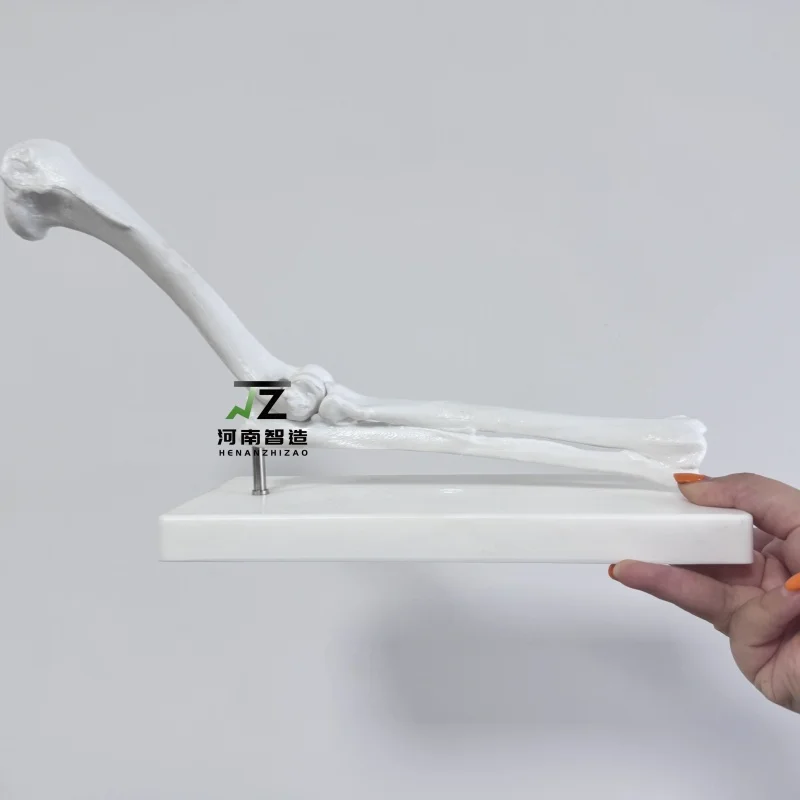 

Dog Elbow Joint Model Dog Leg Bone Anatomy Model Skeleton Texture Structure Model Teaching Tools of Animal Husbandry College