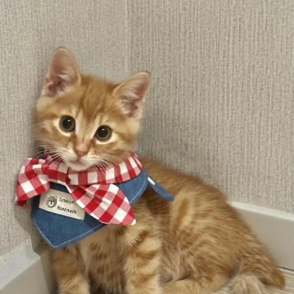 Thumbnail 2 - #12 Puppy Bandanas Comparison Guide