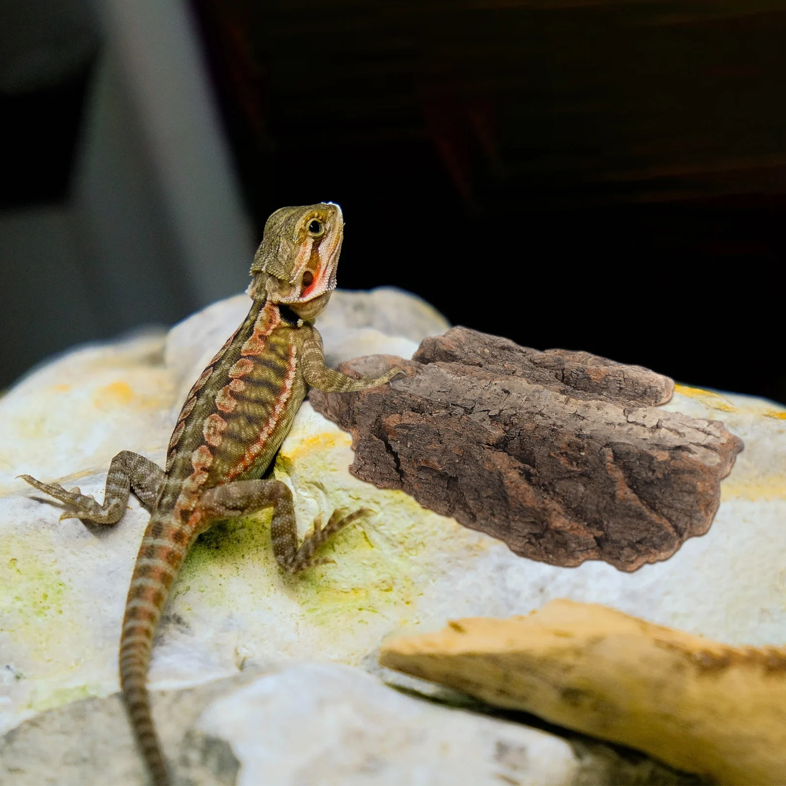 

4 Pcs Climbing Platform Decoration Reptile Bark Hideout Terrarium Accessories Fish Tank Background Pet Habitat Scenery reptile