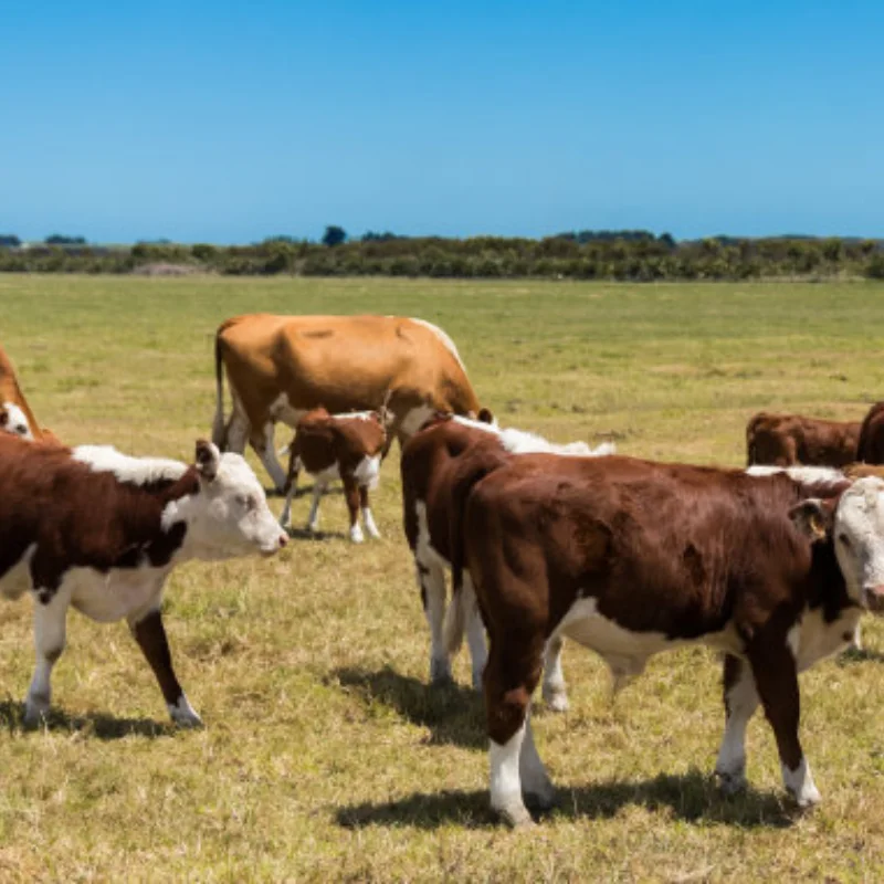 

RC AXIAL SCX10 МЕТАЛЛИЧЕСКАЯ ШАССИ РАМА 313 ММ КОЛЕСНАЯ БАЗОВАЯ С ПЕРЕДНЯЯ КОРОБКОЙ ПЕРЕДАЧА ДЛЯ 1/10 JE EP WRANGLER BODY SHELL