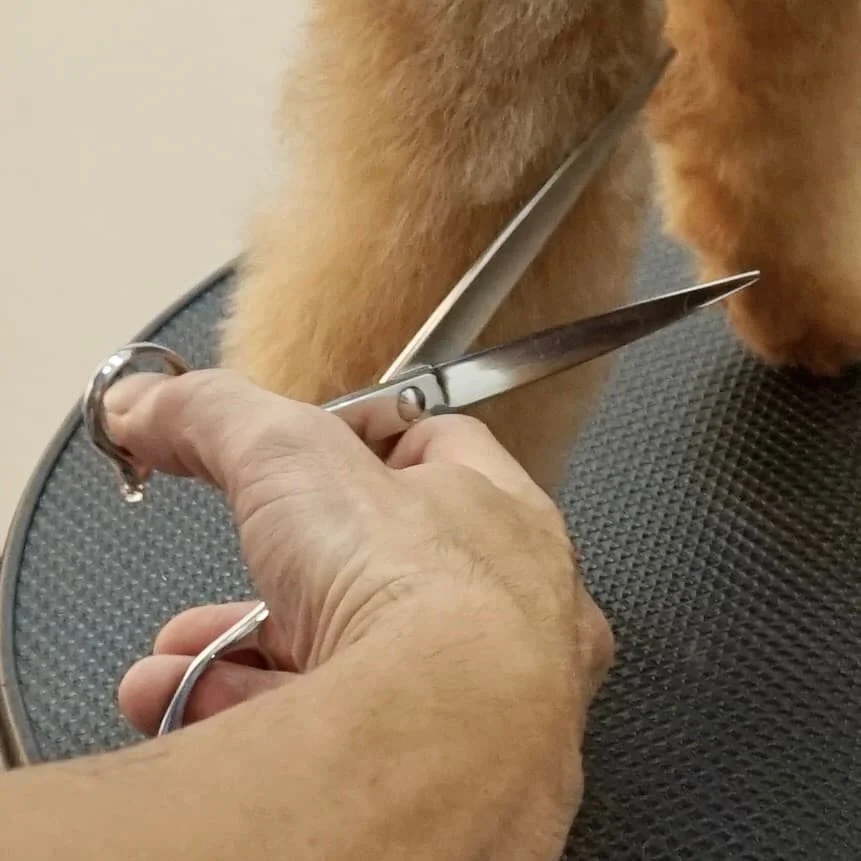 Top Haustier Schere Produkte 2022 Hunde pflege Schere Kit