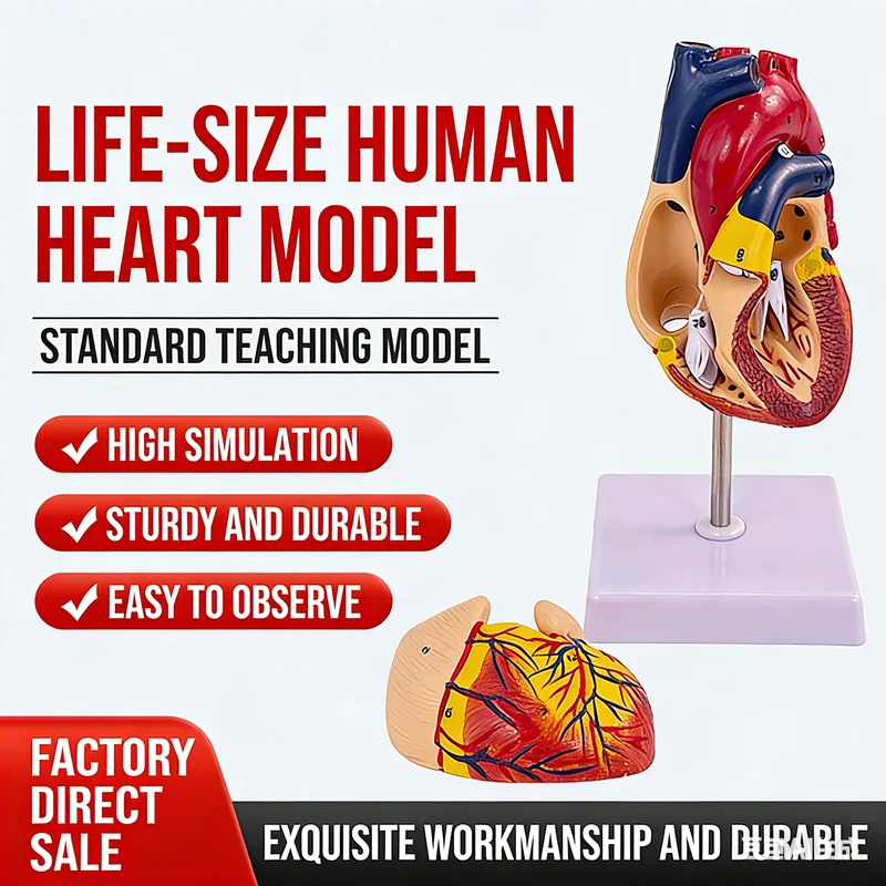 

Disassembled Anatomical Human Heart Model Anatomy Medical Teaching Tool B- Color Ultrasound Detachable Heart Medical Model