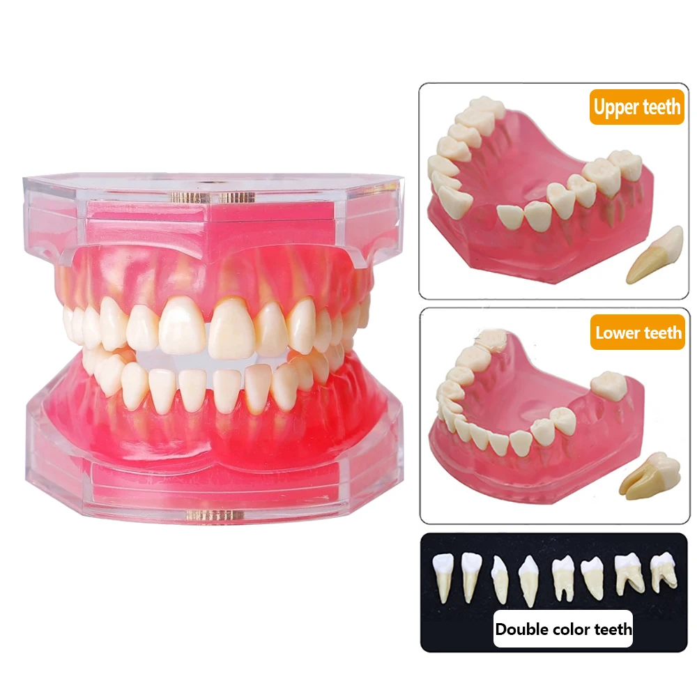 

Dental Model With Removable Teeth Jaw Typodont Soft Gum Adult Standard Dentistry Teaching Studying Demonstration Teeth Model
