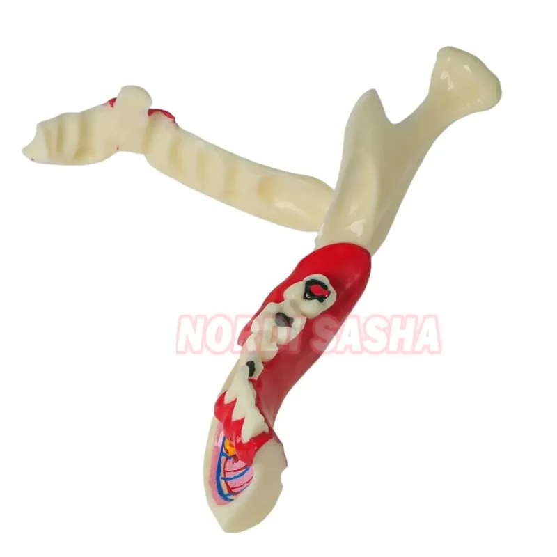 M4014 Dental Endodontic Treatment Model Right Side Mandible Tissue Anatomical Model Anatomy Of Gums Teeth Models Studying