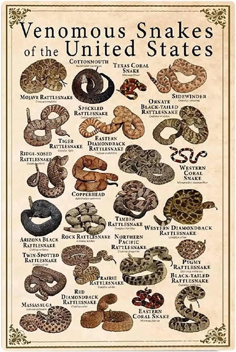 Types Of Venomous Snakes Metal Signs Wall Decor Venomous Snakes Of The United States Posters Home Classroom Home Study Scie sign