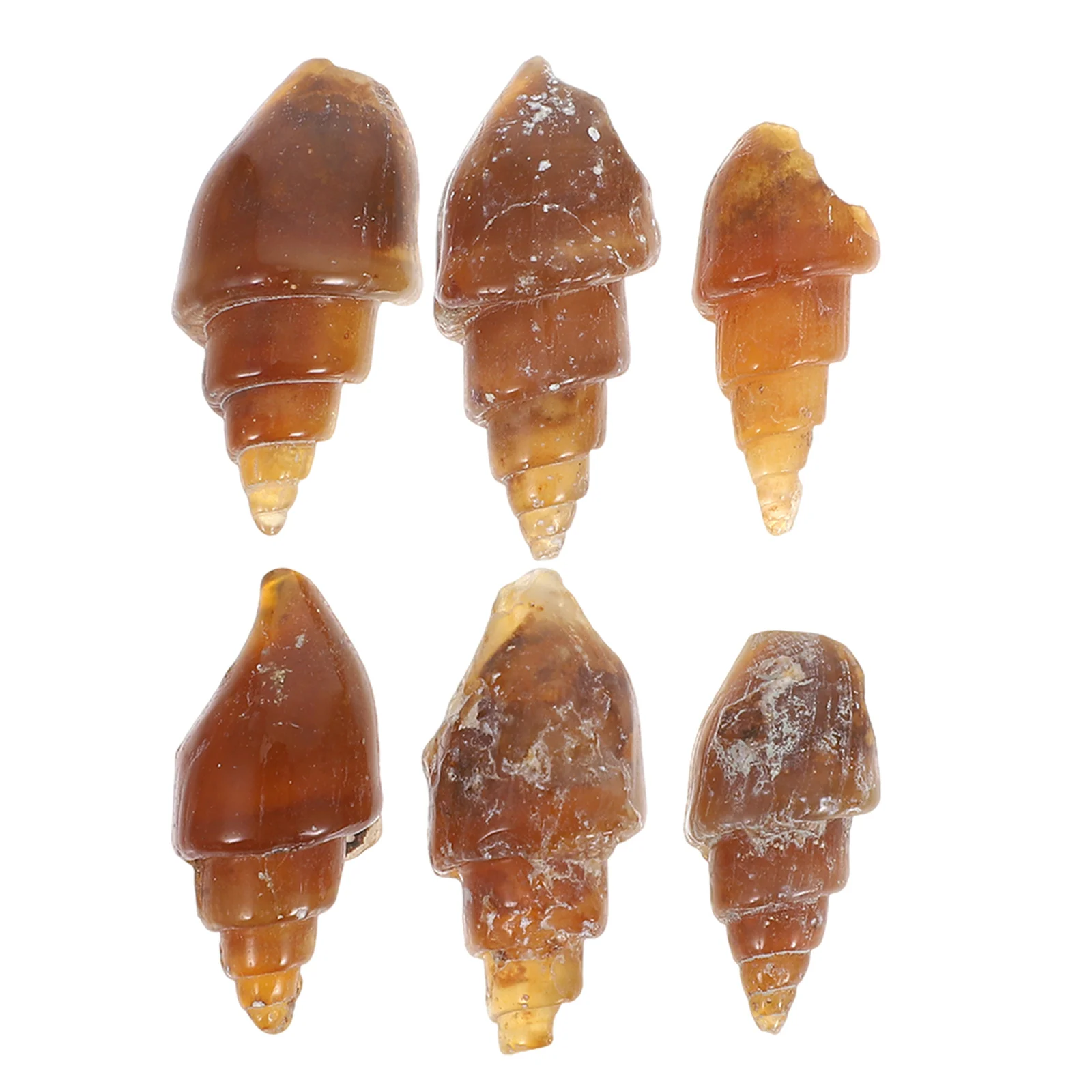 6pcs Agate Snail Conch Specimen Rare Ancient Gastropod Educational Geology Teaching Rock Mineral Kit School Science