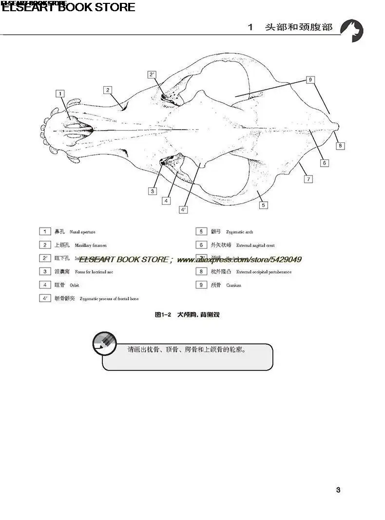 Medical decompression learning animal structure painting Color Book chinese english Animal Anatomy Coloring Book: 2nd Edition