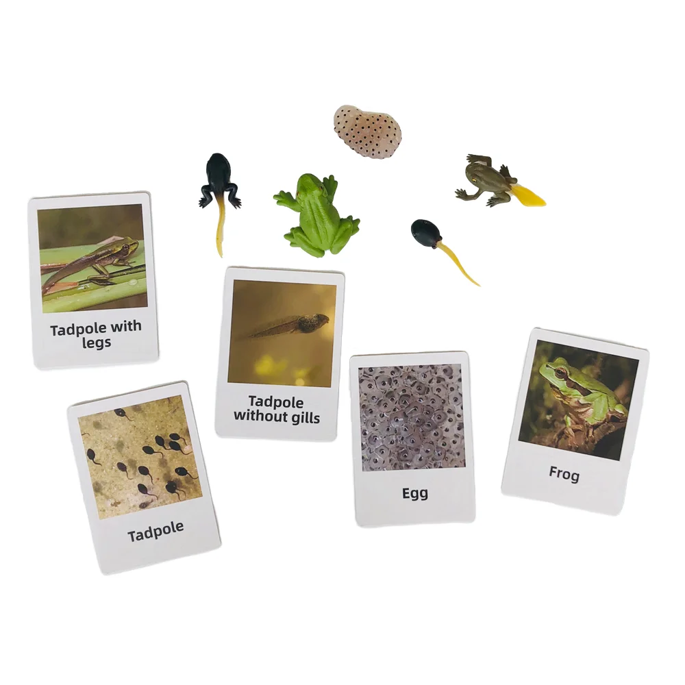 Ciclo de vida montessori de figuras de sapo e cartas de cognição, jogo de ciclo de crescimento animal, brinquedos de aprendizagem de biologia, educação precoce