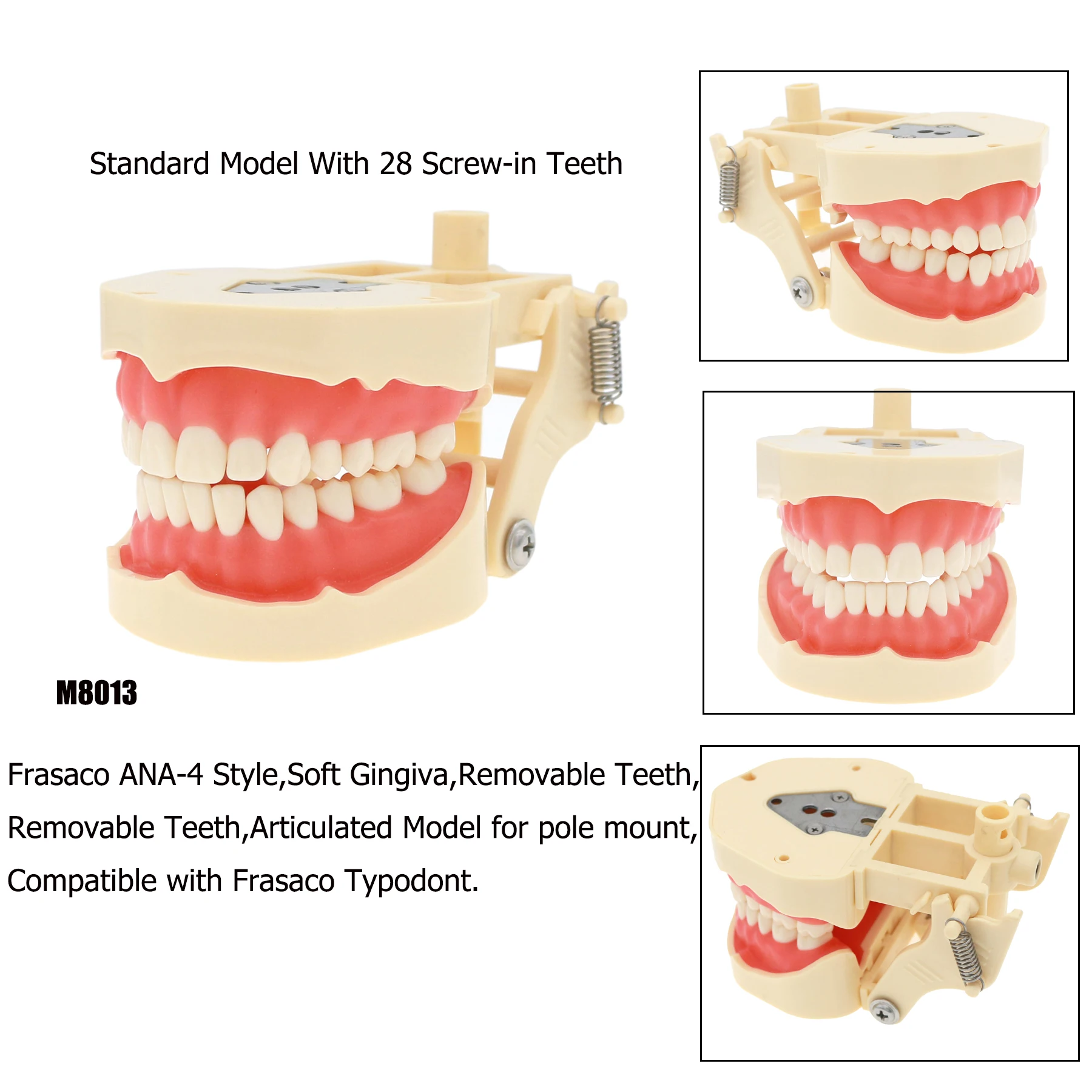 

Dental Typodont Teeth Model Fit Frasaco ANA-4 Removable 28Pcs with soft Gingiva Tooth M8013