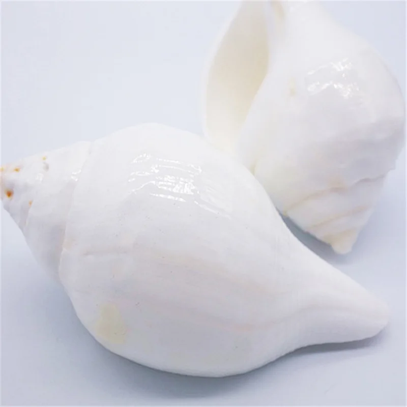 11CM White Conch Natural Indian Chank Shell Conch Home Wedding Furnishing Pieces Fish Tank Decoration Blowing Shankh Specimens