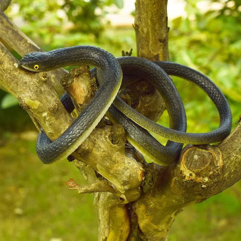 Simulación de serpiente de goma, juguetes de reptiles de plástico, Pranks del Día de los inocentes y accesorios divertidos de serpiente falsa,