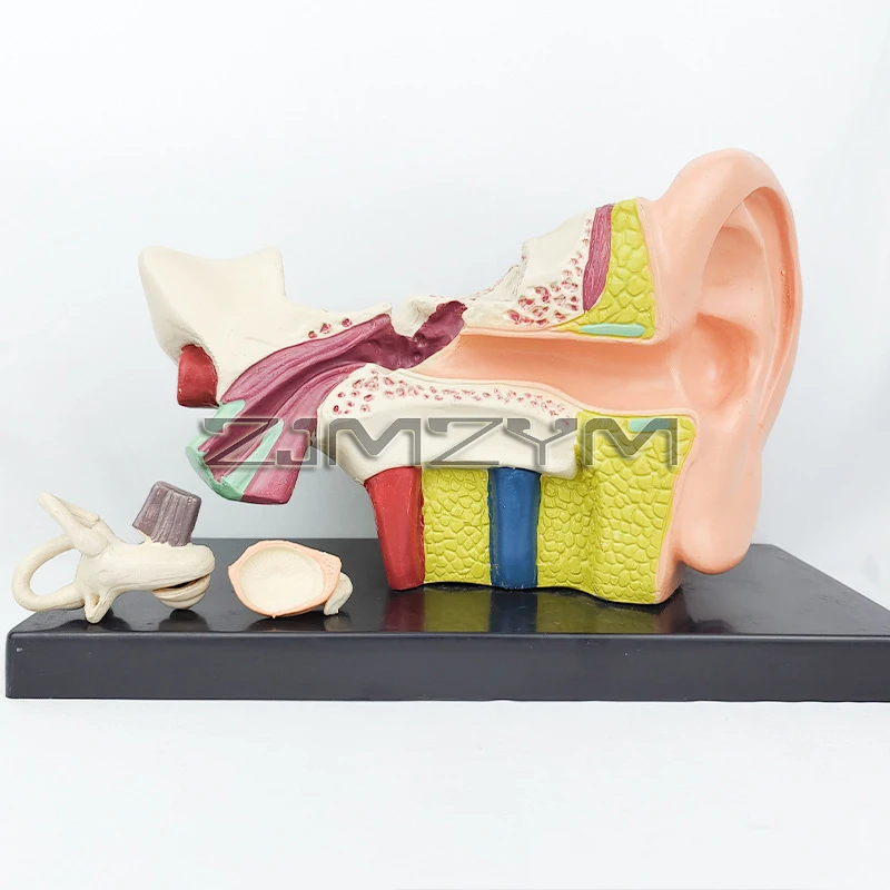 6 Times Life Size Human Ear Model Anatomy Teaching Supplies Anatomical Study Display Professional Medical Props