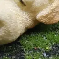 واقعية الذهبي المستردين جرو الكلب تمثال مصغر للمنزل وحديقة الديكورات الراتنج لابرادور الشكل حلية