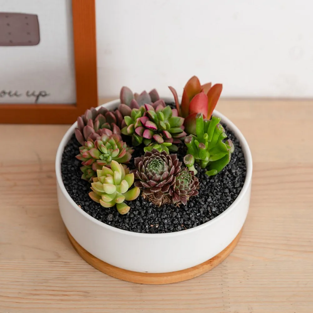 Ceramic Succulent Plant Flowerpot Simple Solid Color White Porcelain Flowerpot Refreshing Combination Pot