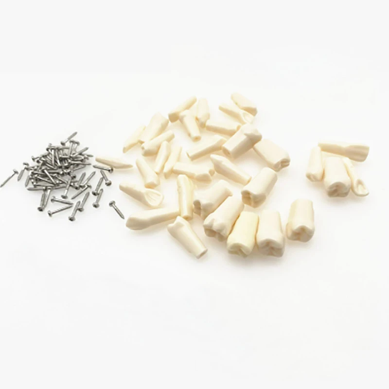 Dental Simulation Tooth Model Grain Resin Full Mouth Upper Lower Denture With Screws Tools Set for Teaching