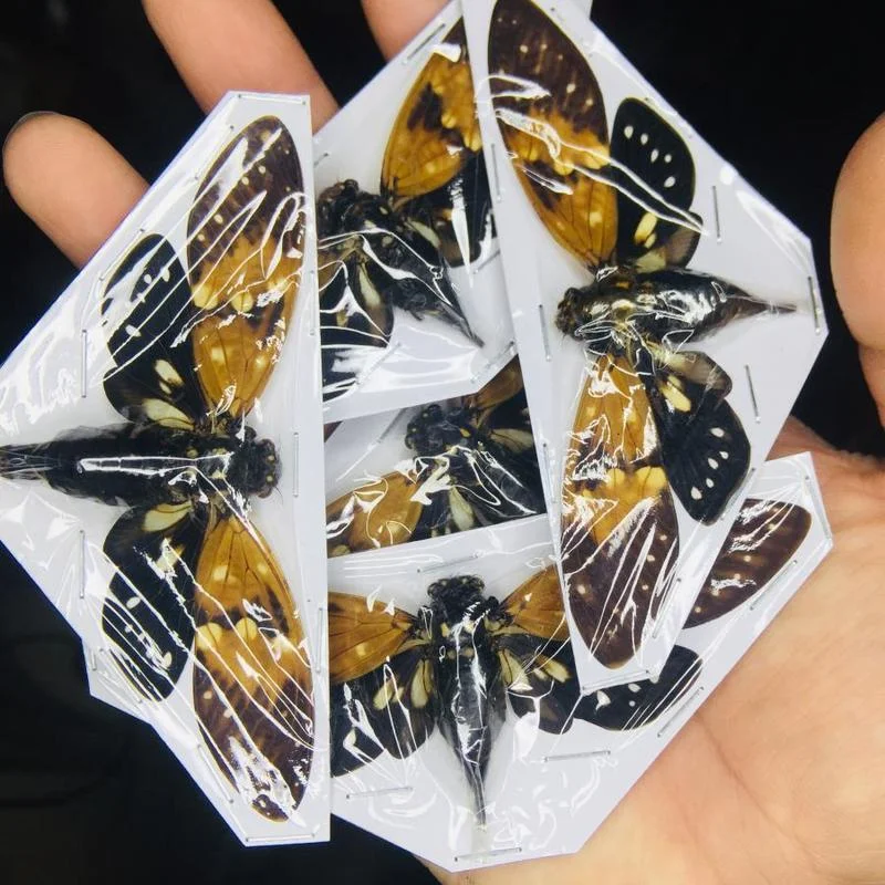 

Thai amber cicada specimen gorgeous ambragaeana Ambra true insect beetle material protozoa decorations for home