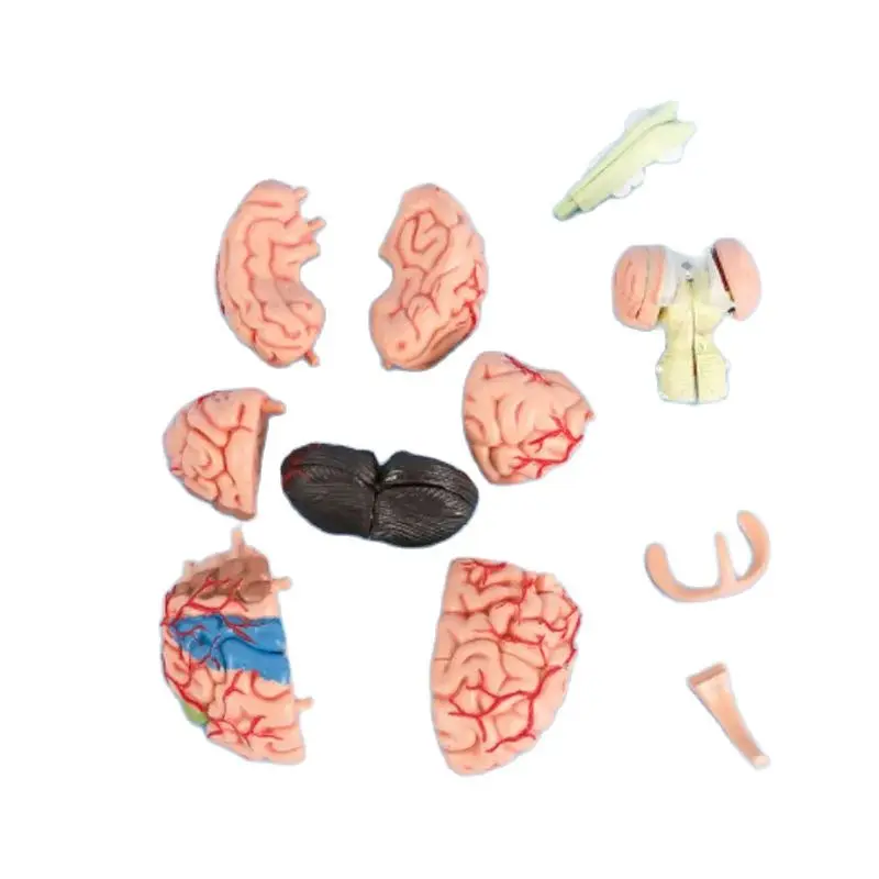 4D Mini Detachable Anatomical Brain Model Brain Model  Medical Teaching Tool Puzzle model