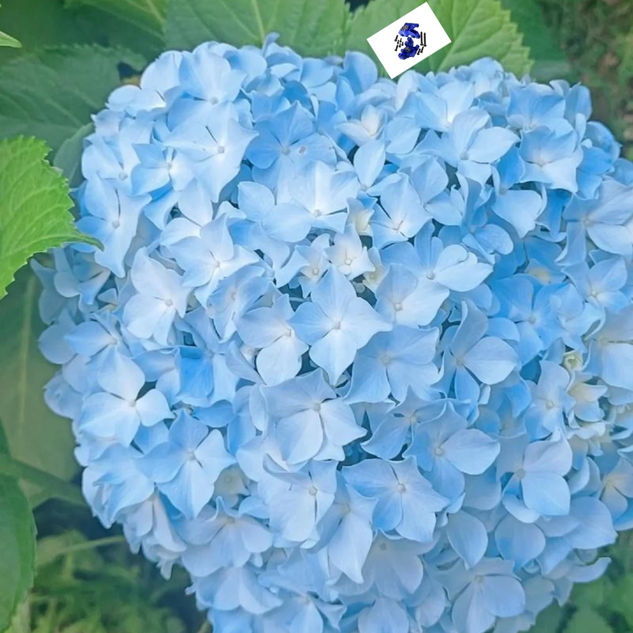 

GPM 7075 Alloy Front Spindle Set for LOSI 1/8 LMT Solid Axle Monster Truck - Upgrade Racing Parts