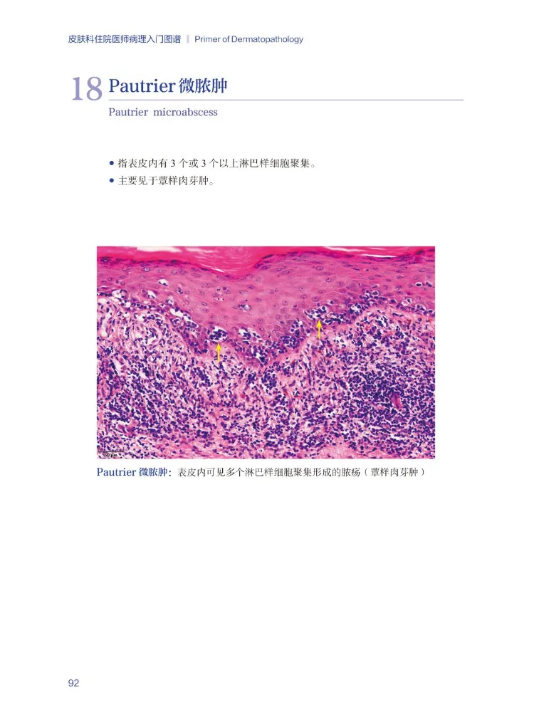 Book-Winshare Pathology Introductory Atlas For Dermatology Residents
