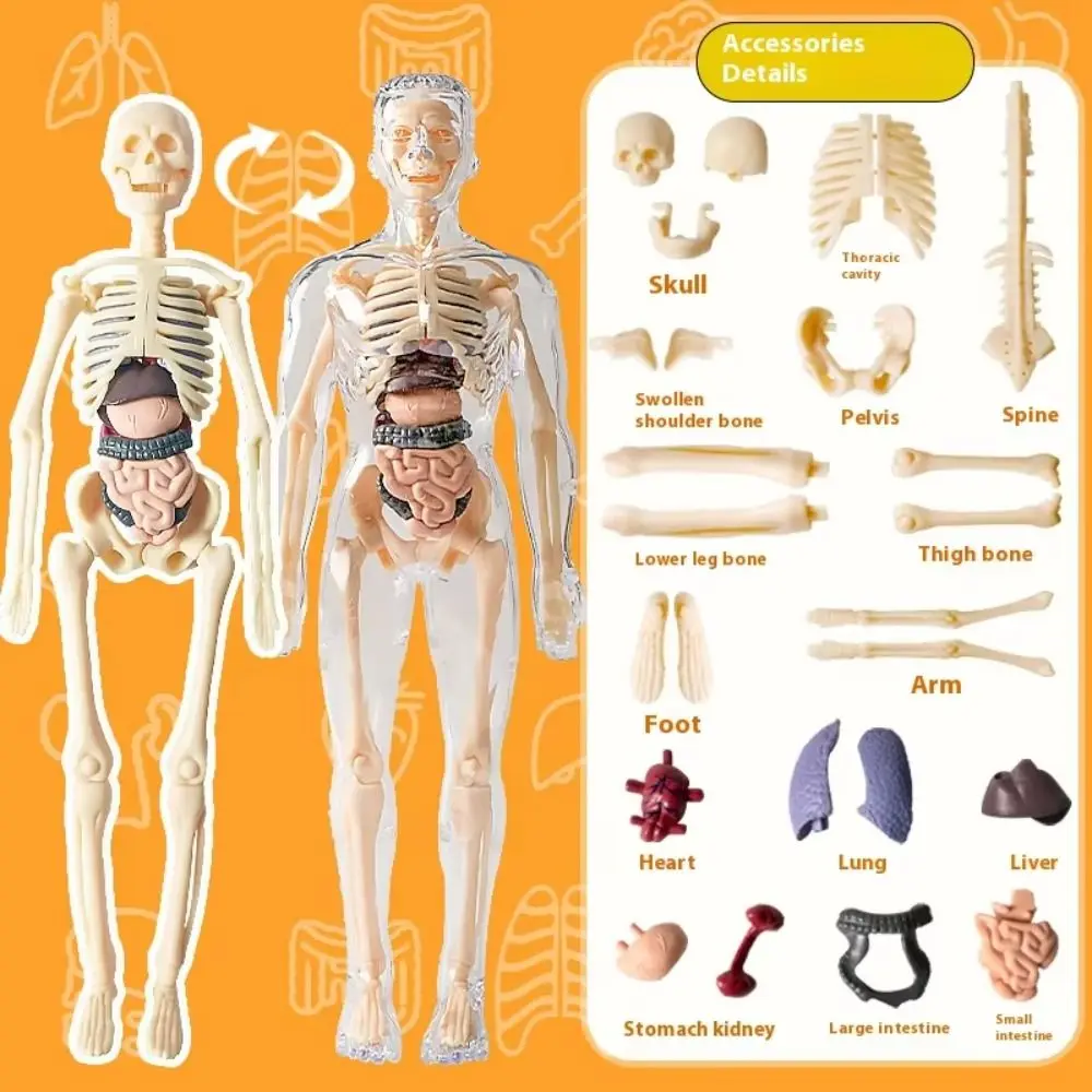 Dos tipos de modelo de anatomía del cuerpo humano 3D, juguete de esqueleto DIY de plástico para niños, ayuda para el aprendizaje temprano de ciencia, juguetes educativos nuevos