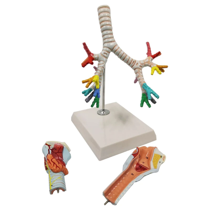 Human larynx and tracheal bronchial tree model laryngeal anatomical model pulmonary bronchoscopy demonstration