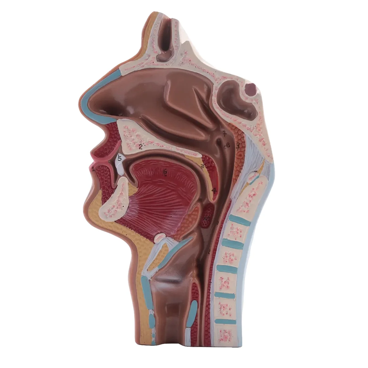 Human Anatomical Nasal Cavity Throat Anatomy Model For Science Classroom Study Display Teaching Model