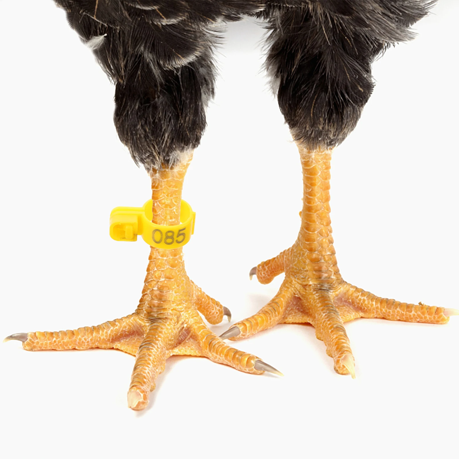 

100pcs Chicken Leg Rings Disposable Poultry Feet Rings Yellow Numbered 001-100 Lightweight Durable Plastic For Chickens Ducks
