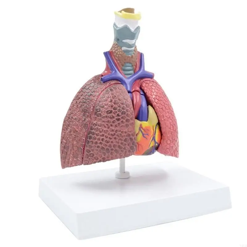 Il modello anatomico polmonare Y5LB mostra i dettagli del sistema respiratorio, della tiroide, del cuore e dei polmoni