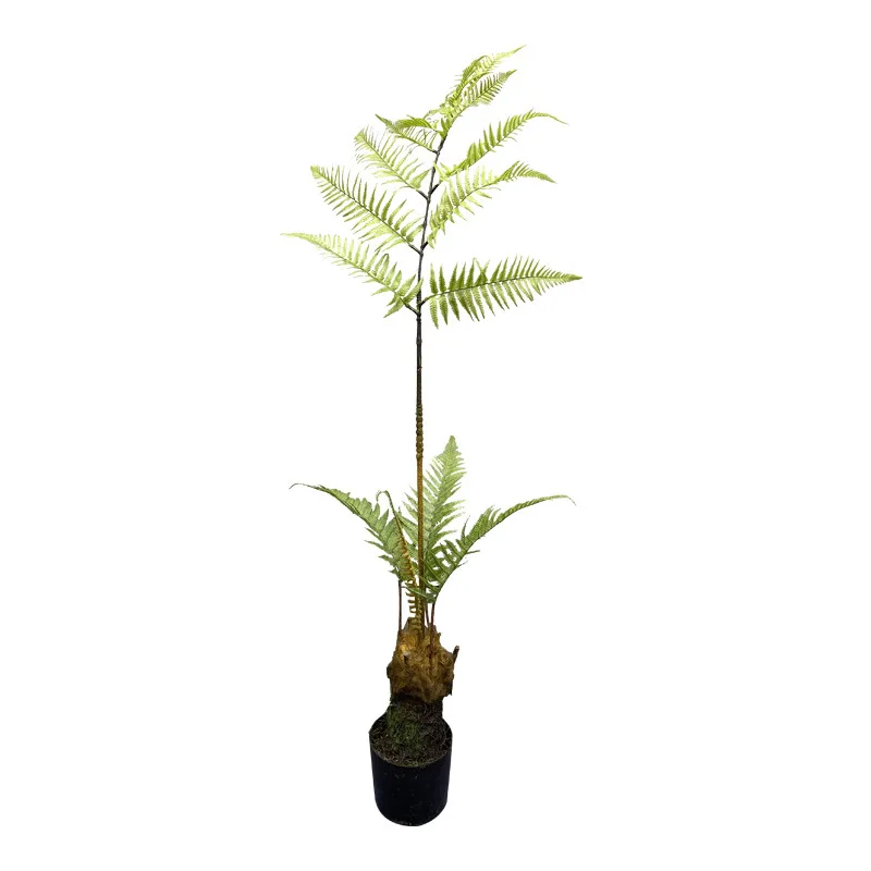 Golden Monkey Fern Tree, Monkey Fern Leaf, Internet Red Home, Living Room, Floor to Floor, Shopping Mall, Window Display, Green