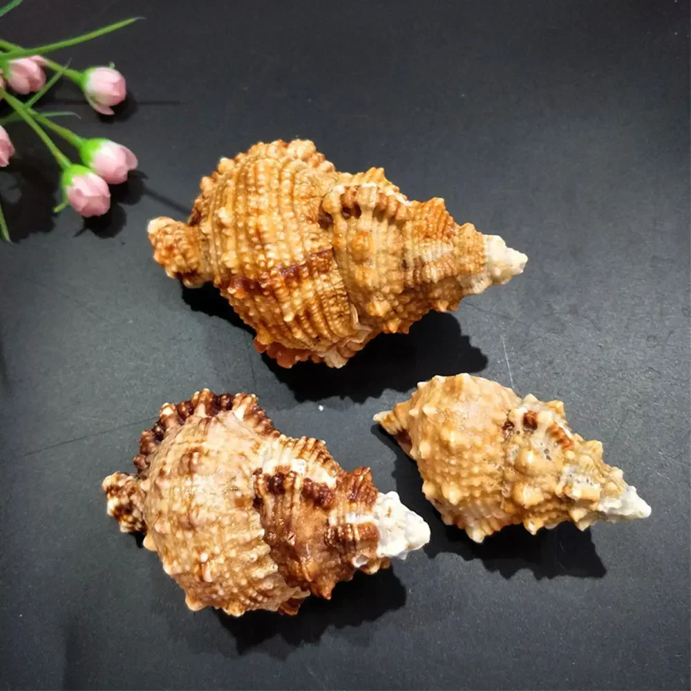 Large Scale Marine Decoration Lesson Preparation Natural Shell Conch Creative Home Gifts Decor Room Figurines For Interior