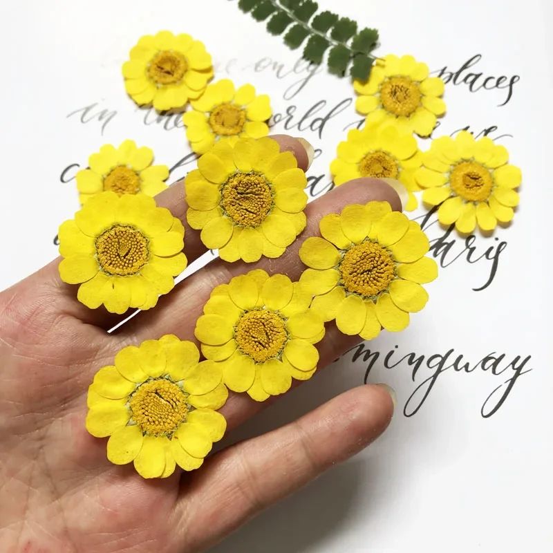 

60pcs 25-35mm Pressed Dried Yellow Chrysanthemum Multicaule Flower Plant Herbarium For Jewelry Postcard Bookmark Phone Case DIY