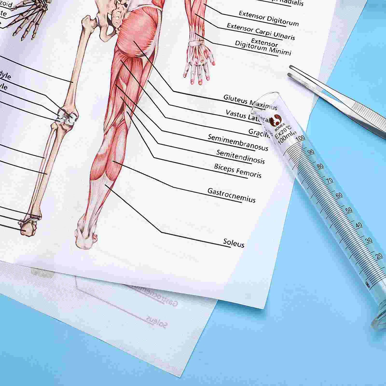 Poster Human Dissection Anatomy Posters for Walls Hanging Male Anatomical Chart Muscular Skeletal System