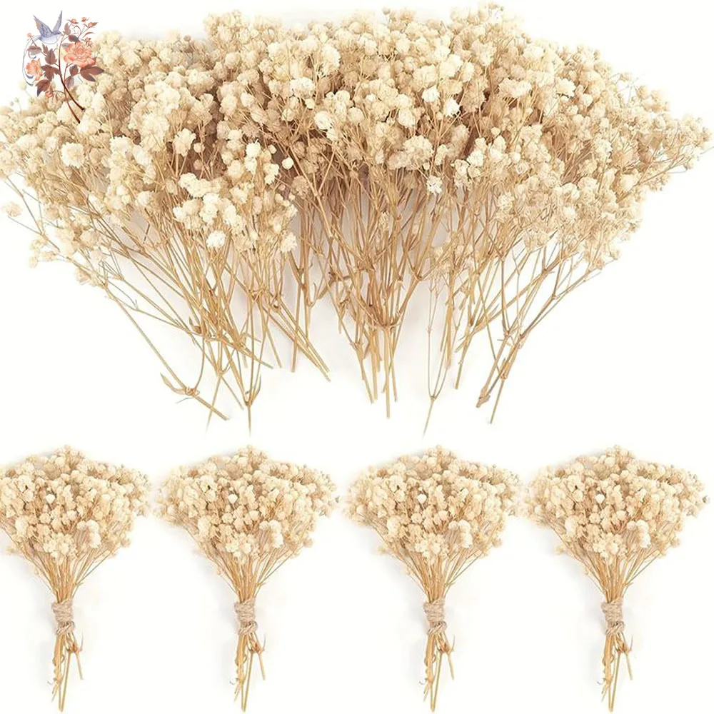 95pcs Natural Preserved Mini Beige Gypsophila Baby's Breath Dried Flower Small Bunches Floral Stems DIY Corsage Bouquet Material Box Arrangement Bud Vase Filler Boho Wedding Centerpiece Bridal Shower Home Table Decor Rustic Party Gift Craft Supply