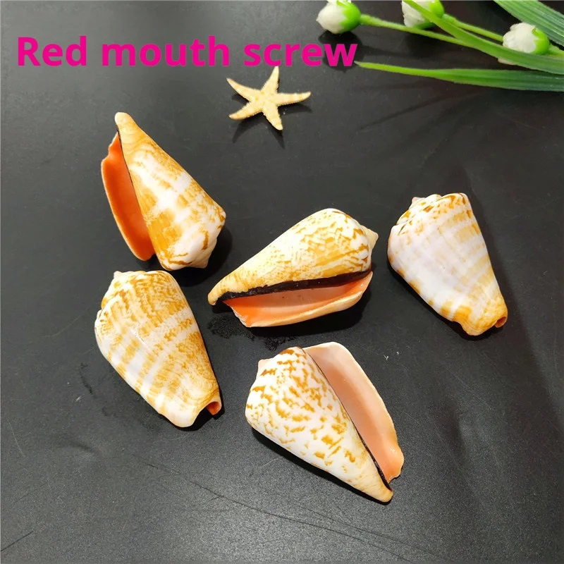 Conch Shell Fish Tank Micro Landscape Props, Red Mouth Snail, 4-5cm