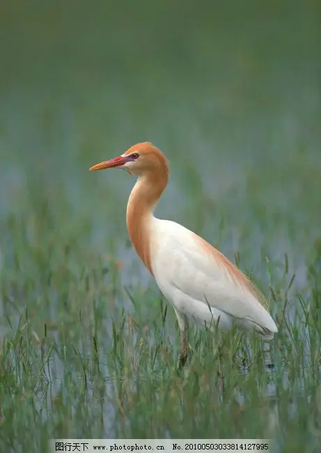 

RGT 1/10 Wrangler JK four Door PC Printing Body Shell For EX86100 1:10 RC Crawler Axial SCX10 Redcat 313mm Wheelbase P86100