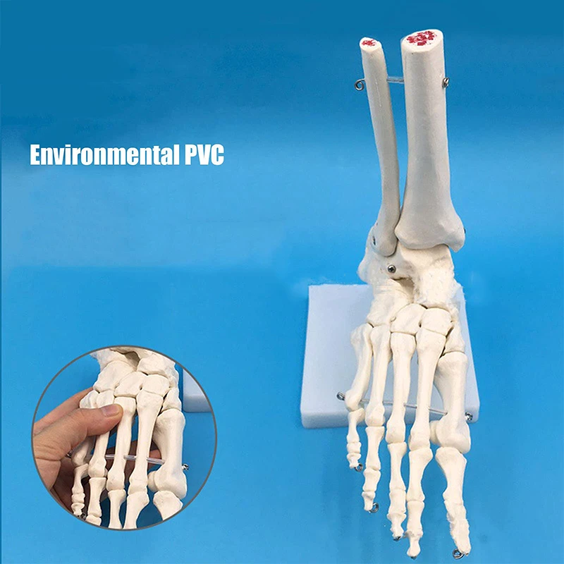 Modello di articolazione della mano Modello di anatomia della mano umana Modello di scheletro anatomico dell\'articolazione della mano Decorazione