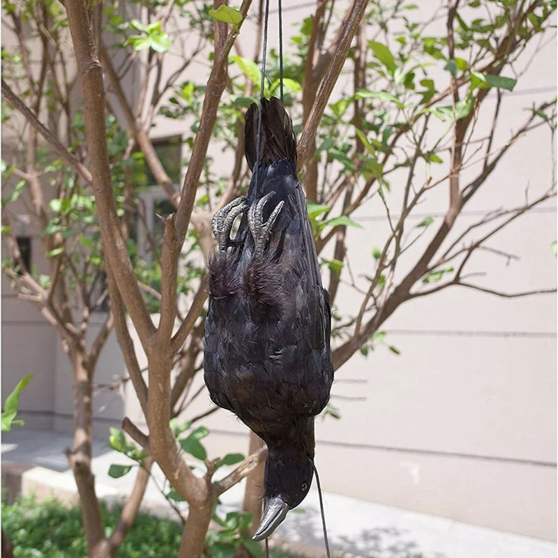 Realistic Hanging Dead Crow Decoy Lifesize Extra Large Black Feathered Crow