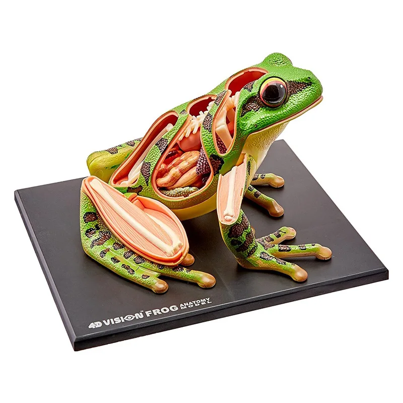 4D رؤية الضفدع نموذج تشريح 31 أجزاء أجهزة قابلة للفصل الهيكل العظمي علم الأحياء التعليم المعونة التعليمية